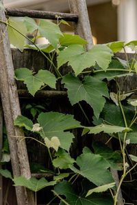 Close-up of plant