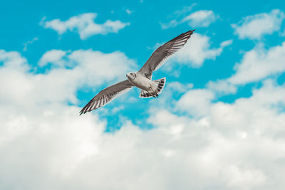 Low angle view of eagle flying in sky