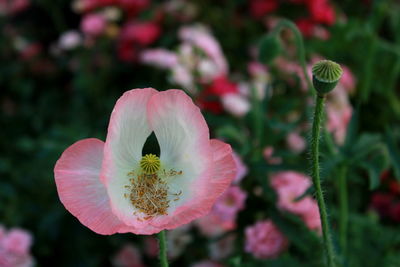 Close-up of honey bee on flower blooming outdoors