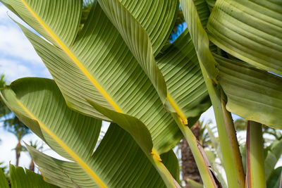 View of green banana tree leaves - green background texture