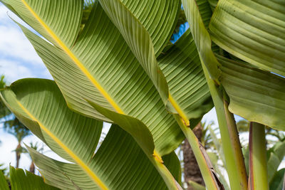 Low angle view of palm tree