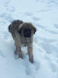 Dog on snow covered land