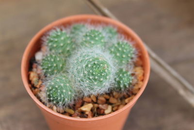 High angle view of potted cactus on table