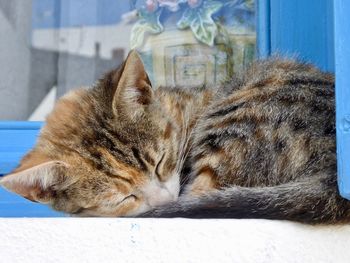 Close-up of cat lying on floor