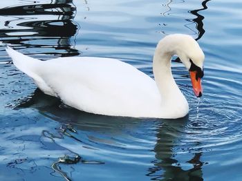 Swan floating on lake