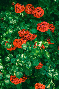 High angle view of red roses on plant