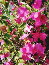 Close-up of pink bougainvillea plant