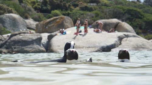 Close-up of penguins swimming in water