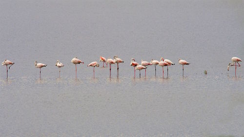 Flock of birds in the lake