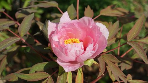 Close-up of pink rose