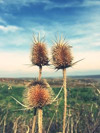 Close-up of thistle on field against sky