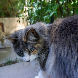 Close-up of a cat looking away