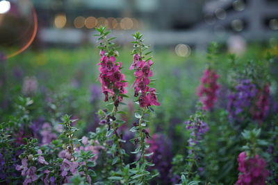 Close-up of pink flowering plants on land