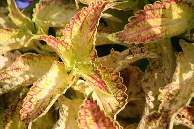 Close-up of fresh plant