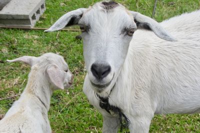 Close-up of sheep on field