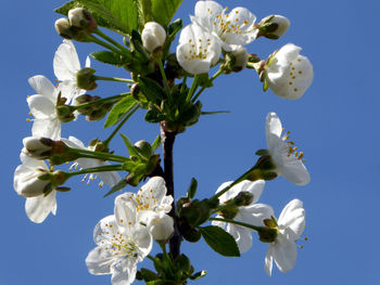 White apple blossoms in spring