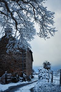 Trees on snow covered landscape