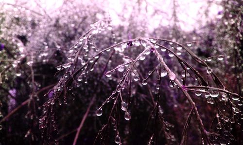 Close-up of water drops on leaves