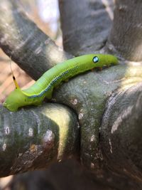 Close-up of a lizard