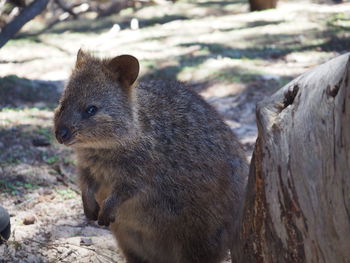 Close-up of quokka on field