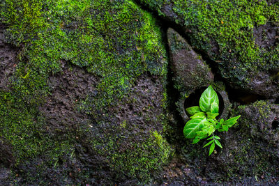 High angle view of plant growing in moss covered rock