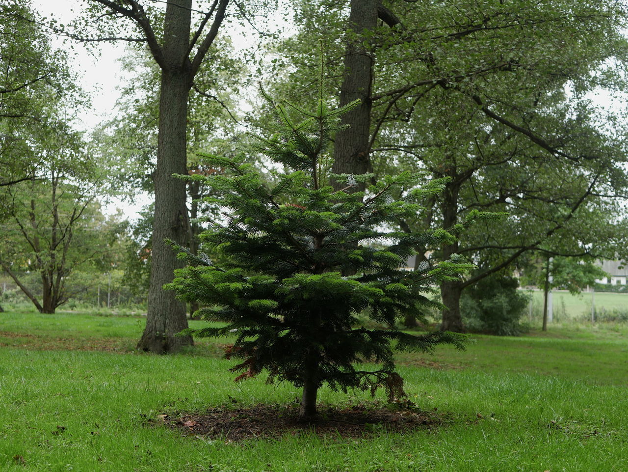 TREES ON FIELD