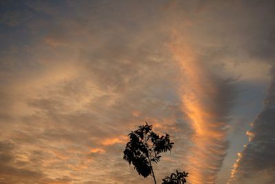 Low angle view of tree against dramatic sky