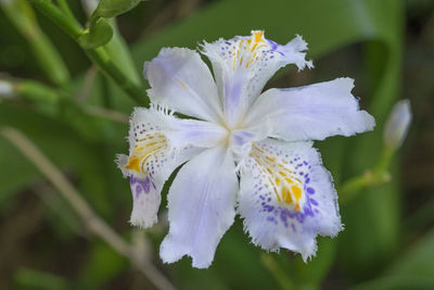 Close-up of purple flower