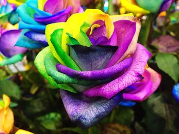 Close-up of flower blooming outdoors