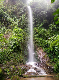 Low angle view of waterfall in forest