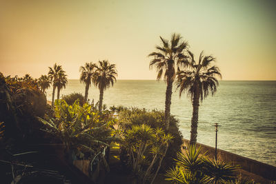 palm tree