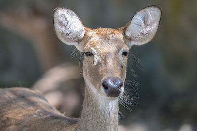 Close-up portrait of deer