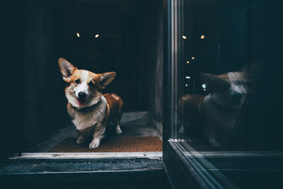 Funny corgi dog waiting for owner near the door.