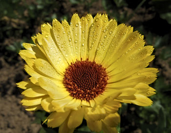 Close-up of yellow flower