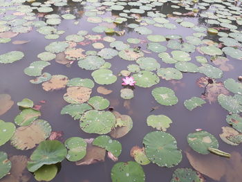 High angle view of water lily in lake