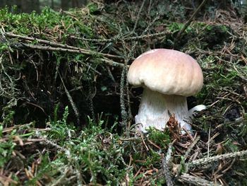 Close-up of mushroom growing on field