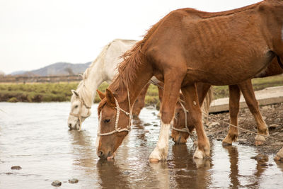 Horses in a lake