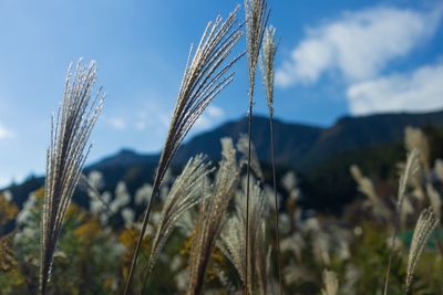 Close-up of wheat growing on field against sky