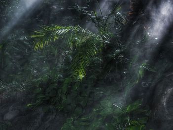 Close-up of fresh green plants