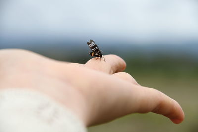 Midsection of insect on hand against blurred background