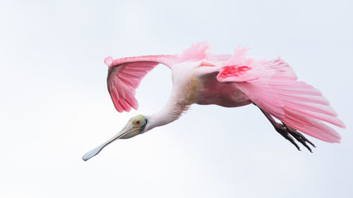 Close-up of a bird flying