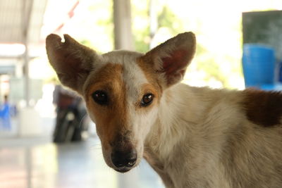 Close-up portrait of dog at home