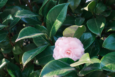 Close-up of pink flowering plant