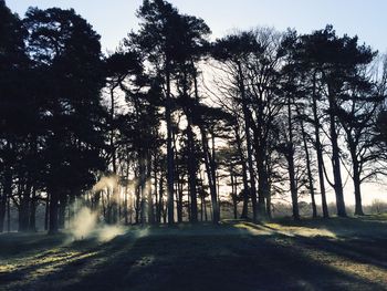 Sun shining through trees