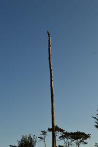 Low angle view of bare tree against clear blue sky