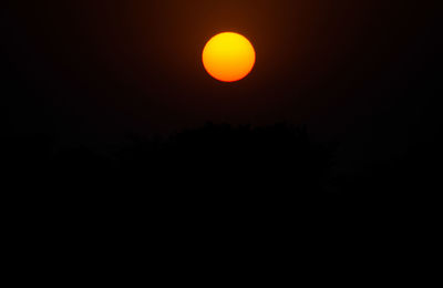 Silhouette of trees at sunset