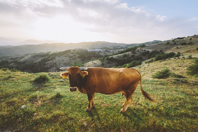 Cow on field against sky