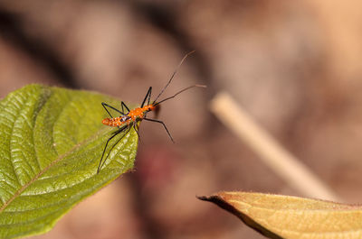 Orange adult milkweed assassin bug, zelus longipes linnaeus on a leaf in a vegetable garden 