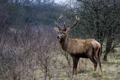 Deer in forest