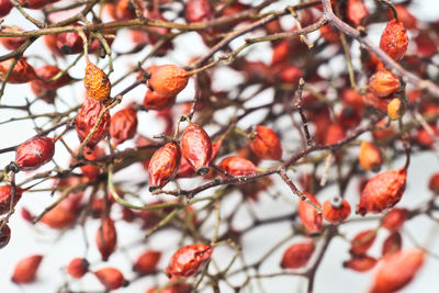 Close-up of rose hips on white background 